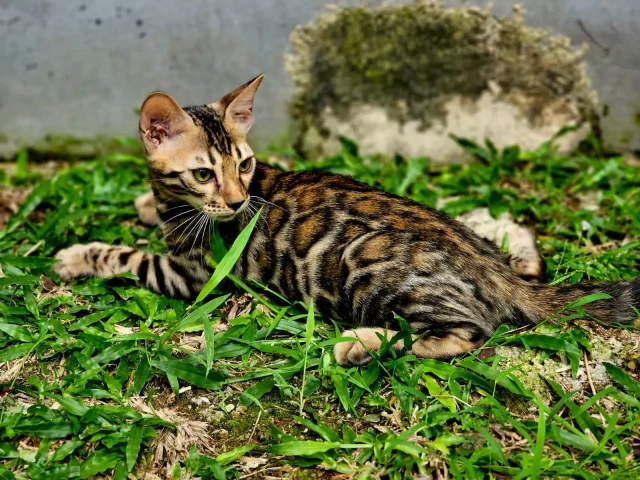 Kucing Jadi Jawara Kucing Jadi Jawara