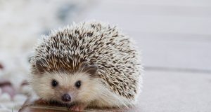 Meme Hewan Jenis Apa yang Paling Digemari? Paling Digemari?