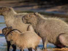 Fenomena Lucu nan Aneh: Kenapa Capybara Jadi Tren Meme? Kenapa capybara jadi tren