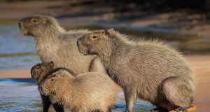 Fenomena Lucu nan Aneh: Kenapa Capybara Jadi Tren Meme? Kenapa capybara jadi tren
