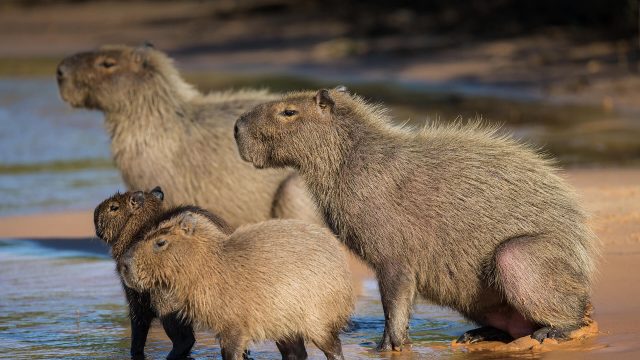 Kenapa capybara jadi tren Kenapa capybara jadi tren