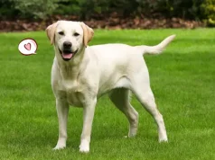 Anjing Bisa Baper Gak Sih? Fakta Mengejutkan Tentang Emosi Anjing bisa baper