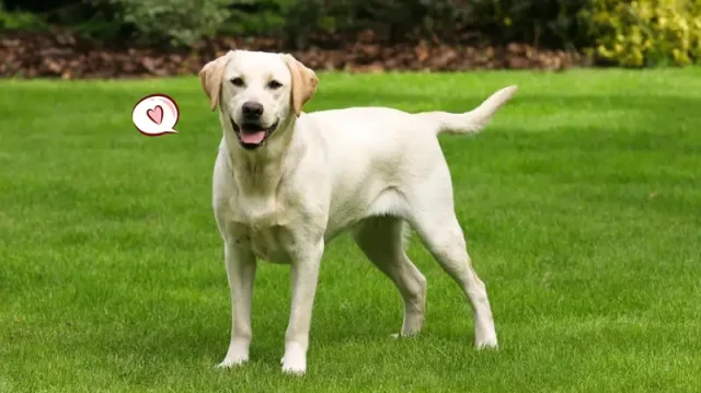 Anjing bisa baper Anjing bisa baper