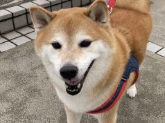 Apa Arti di Balik Meme Hewan yang Viral? di Balik Meme Hewan