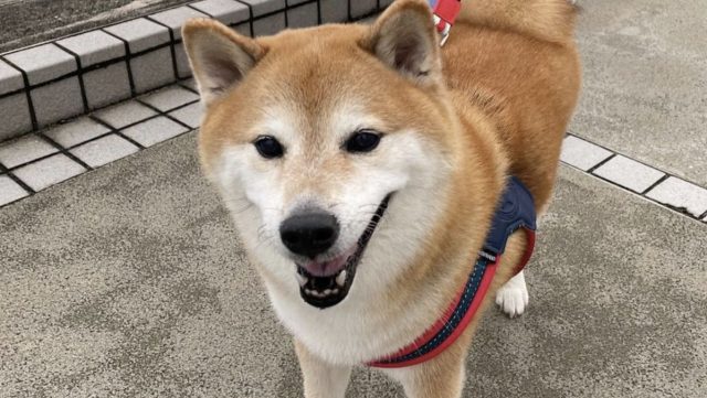 di Balik Meme Hewan di Balik Meme Hewan