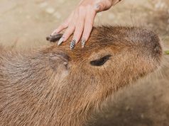 Meme Hewan Terbaru Apa Sekarang? Tren Lucu Terbaru Apa Sekarang?