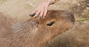 Meme Hewan Terbaru Apa Sekarang? Tren Lucu Terbaru Apa Sekarang?