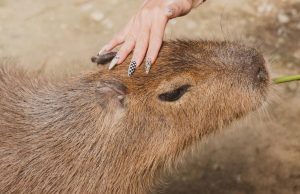 Meme Hewan Terbaru Apa Sekarang? Tren Lucu Terbaru Apa Sekarang?