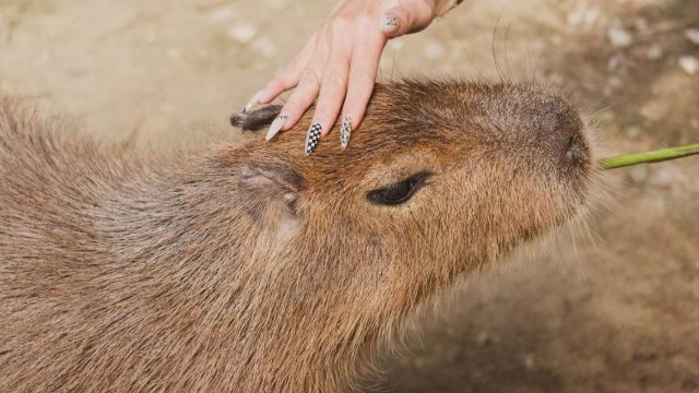 Terbaru Apa Sekarang?
