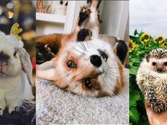 Kenapa Meme Hewan Bisa Meledak Viral Begitu Cepat? meme hewan cepat viral