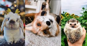 Kenapa Meme Hewan Bisa Meledak Viral Begitu Cepat? meme hewan cepat viral