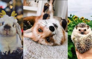 Kenapa Meme Hewan Bisa Meledak Viral Begitu Cepat? meme hewan cepat viral