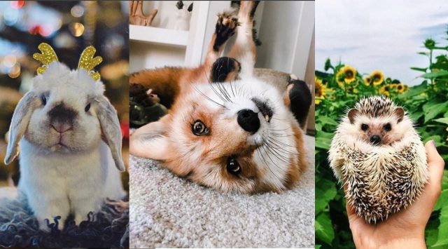 meme hewan cepat viral meme hewan cepat viral