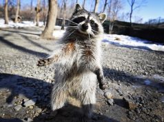 Meme Hewan Terseru Menurutmu? Temukan Yang Paling Lucu meme hewan terseru