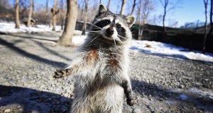 Meme Hewan Terseru Menurutmu? Temukan Yang Paling Lucu meme hewan terseru