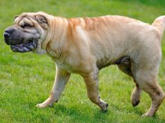 Meme Anjing Paling Lucu yang Mana? Kompilasi Terbaik Meme anjing paling lucu