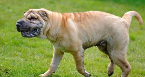 Meme Anjing Paling Lucu yang Mana? Kompilasi Terbaik Meme anjing paling lucu