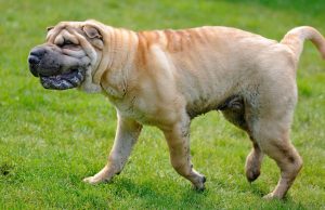 Meme Anjing Paling Lucu yang Mana? Kompilasi Terbaik Meme anjing paling lucu