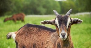 Kenapa Meme Kambing Suka Kelihatan Seperti CEO Baru? kenapa Meme kambing