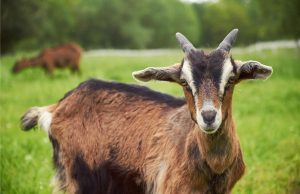 Kenapa Meme Kambing Suka Kelihatan Seperti CEO Baru? kenapa Meme kambing