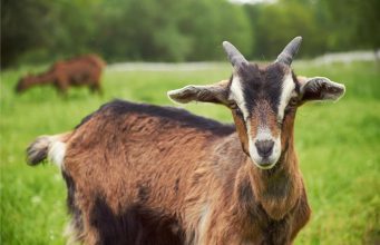 Kenapa Meme Kambing Suka Kelihatan Seperti CEO Baru? kenapa Meme kambing