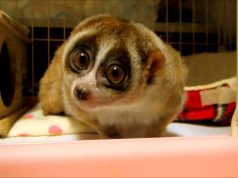 Meme Hewan Paling Lucu yang Mengundang Tawa! Meme hewan paling lucu