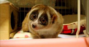 Meme Hewan Paling Lucu yang Mengundang Tawa! Meme hewan paling lucu