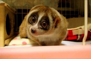 Meme Hewan Paling Lucu yang Mengundang Tawa! Meme hewan paling lucu