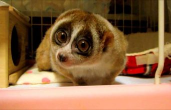 Meme Hewan Paling Lucu yang Mengundang Tawa! Meme hewan paling lucu