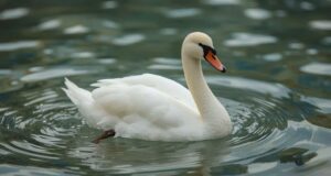 10 Meme Hewan Paling Lucu yang Bikin Hari Kamu Lebih Ceria