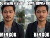 Kenapa Meme Hewan Selalu Viral di Media Sosial