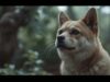Kumpulan Video Kucing Kocak kucing kocak