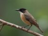 Mengapa Burung Kakaktua Suka Meniru Suara Manusia? Mengapa Burung Kakaktua Suka Meniru Suara Manusia?