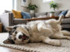 Kompilasi Video Lucu Tingkah Anjing Husky yang Super Drama tingkah anjing husky lucu