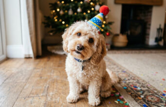 Kumpulan Tingkah Kocak Anjing Peliharaan yang Bikin Ketawa Ngakak meme anjing lucu