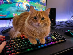 Aksi Kocak Kucing Peliharaan yang Suka ‘Membajak’ Keyboard Saat Pemiliknya Main Game kucing bajak keyboard game