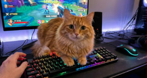 Aksi Kocak Kucing Peliharaan yang Suka ‘Membajak’ Keyboard Saat Pemiliknya Main Game kucing bajak keyboard game