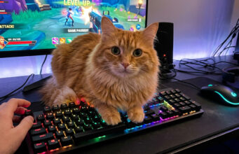 Aksi Kocak Kucing Peliharaan yang Suka ‘Membajak’ Keyboard Saat Pemiliknya Main Game kucing bajak keyboard game